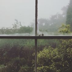 the view from inside a window looking out at trees and bushes in the foggy forest
