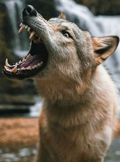a wolf with its mouth open and it's teeth wide open, looking up at the waterfall