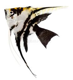 a black and white fish with yellow stripes on it's tail