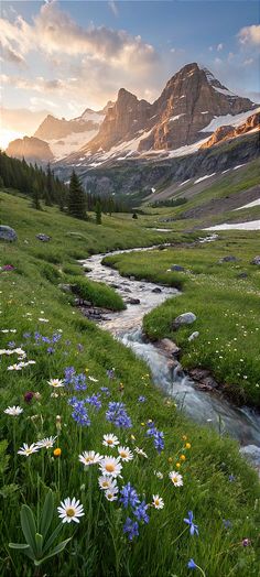 wildflowers and daisies in the foreground with a mountain stream running through it