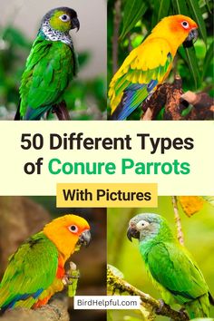 different types of conure parrots with pictures