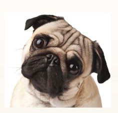 a small pug dog looking up at the camera