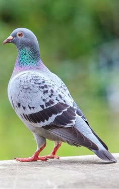 a pigeon is standing on the edge of a concrete ledge and looking at something in the distance
