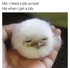 a person holding a small white bird in their hands with the caption me i need a job so bad me when i get a job