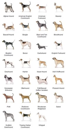 the different breeds of dogs are shown in this chart, which shows them's names