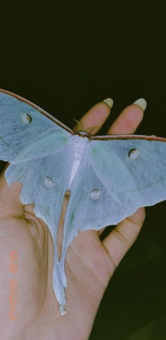 a person holding a blue and white butterfly in their hand, with the wings open