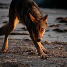 a wolf walking across a sandy beach next to the ocean at sunset or dawn with one paw on the ground