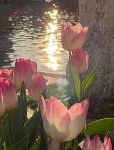 pink tulips are blooming in front of a body of water at sunset