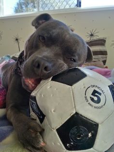 a dog is chewing on a soccer ball