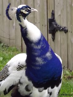 a blue and white peacock standing next to a wooden fence