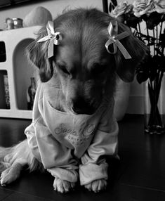 a black and white photo of a dog wearing clothes