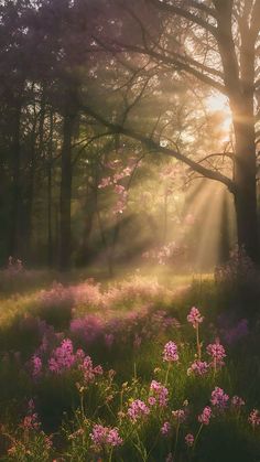 the sun shines through the trees and flowers in the forest, with pink wildflowers on the ground