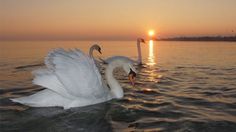 two swans are swimming in the water at sunset