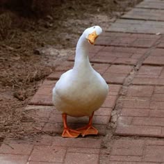 a white duck standing on top of a brick walkway