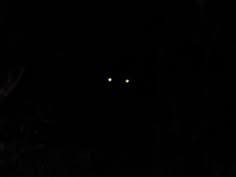 two yellow eyes glowing in the dark on a black night time scene with only one light visible