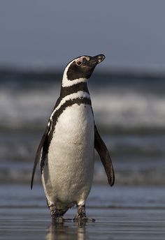 a penguin standing on the beach looking up