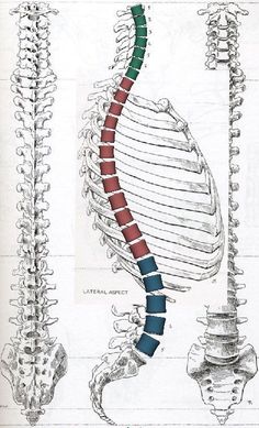 an image of a diagram of the back and side of a human skeleton with different colored sections