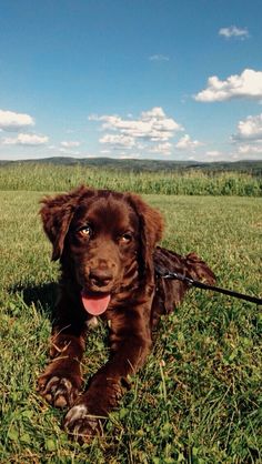 a brown dog laying on top of a lush green field