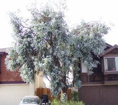 a car parked in front of a house with a large tree on the side of it