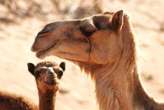 two camels are standing in the sand and one is sticking its head out to look at something