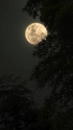 the full moon is seen through some trees