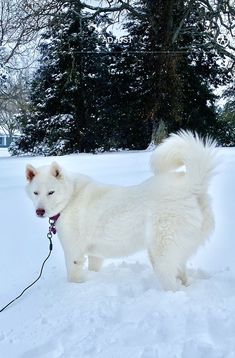 a large white dog standing in the snow