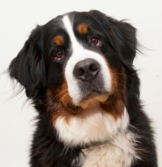 a close up of a dog looking at the camera with a white and black background