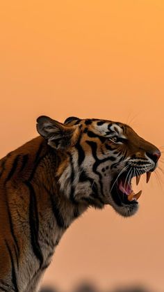 a large tiger with its mouth open and it's teeth wide open in front of an orange sky