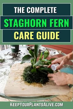 the complete staghorn fern care guide on a cutting board with text overlay that reads, the complete staghorn fern care guide