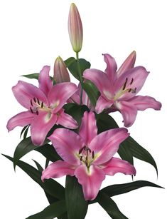pink lilies in a vase with green leaves