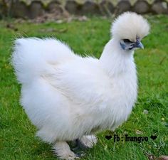 a white chicken standing on top of a lush green field