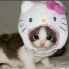 a kitten wearing a hello kitty hat on top of it's head and looking at the camera
