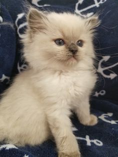 a small white kitten sitting on top of a blue blanket