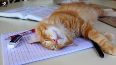 an orange and white cat laying on top of a notepad