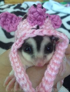 a small rat is wearing a pink knitted hat with ears on it's head