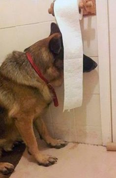 a dog sitting on the floor looking at a roll of toilet paper hanging over it's head