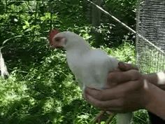 a person holding a chicken in their hand near some trees and bushes with other birds