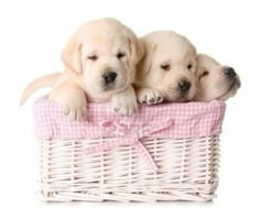 three puppies are sitting in a wicker basket with a pink bow on it