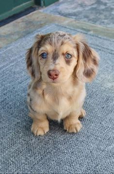a small brown dog sitting on top of a gray rug next to a door way