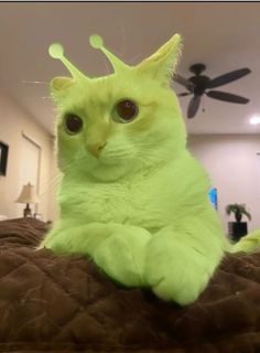 a green cat sitting on top of a bed