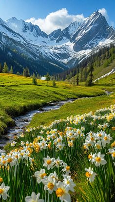 the mountains are covered in snow and green grass, with daffodils blooming