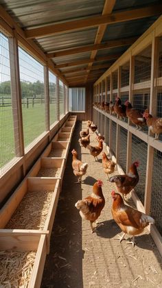 chickens are lined up in their coops on the farm