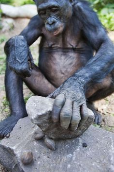 a chimpan sitting on top of a rock with his hands in the air
