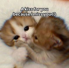 two kittens cuddling together with the caption, a kiss for you because i miss you?
