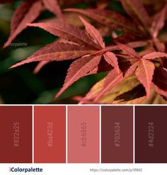 the color palette is red and brown, with some green leaves in it's center