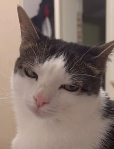 a black and white cat is looking at the camera