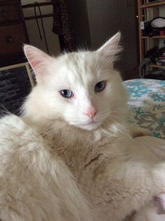 a white cat laying on top of a bed