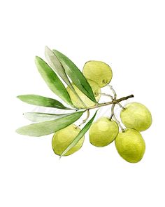 an olive branch with green olives and leaves painted in watercolor on white paper