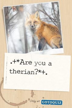an image of a fox with the caption'are you a siberian? '