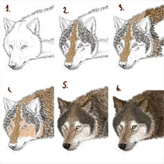 four wolfs are shown in different stages of their life cycle, including the eyes and head